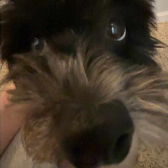 Meet your Posher, Laney - Picture 2 of 2